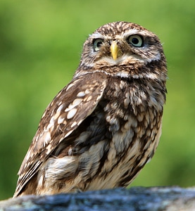 Close-up portrait of a Little Owl photo