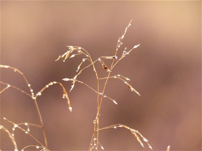 Grassprieten