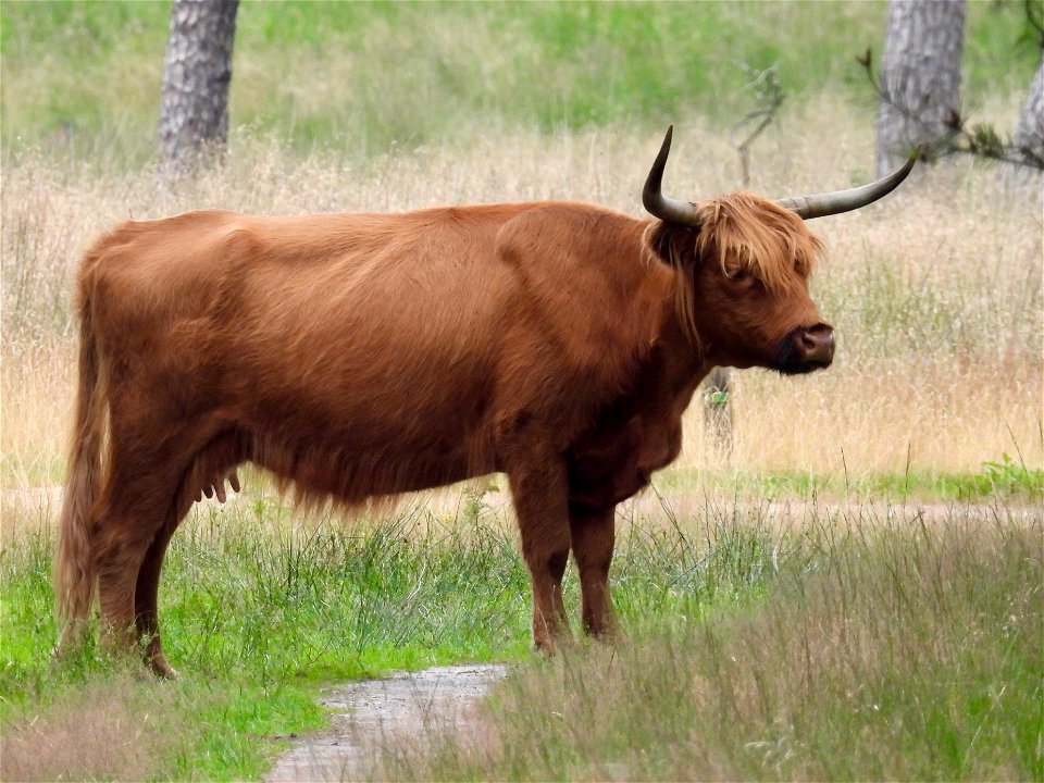 Schotse hooglander