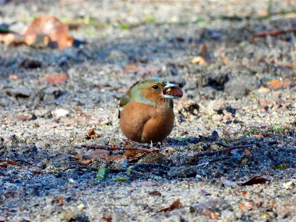 Vink met beukennoot