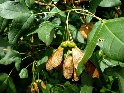 Acer monspessulanum L., 1753