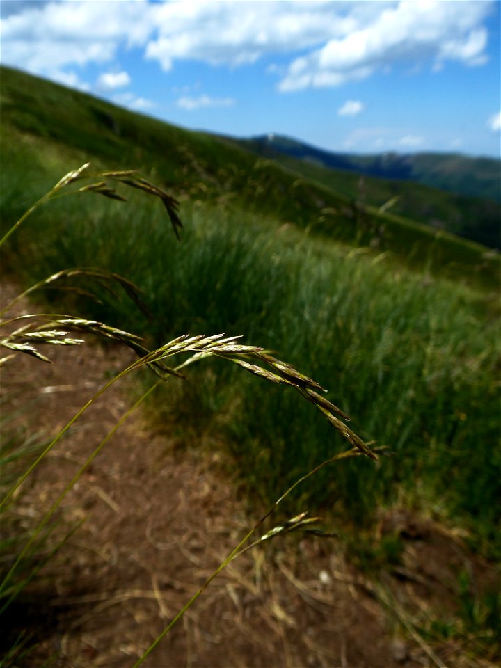 Festuca eskia Ramond ex DC., 1805