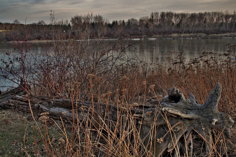 A piece of weathered driftwood
