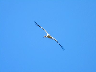 Ooievaar