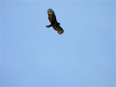 Buizerd