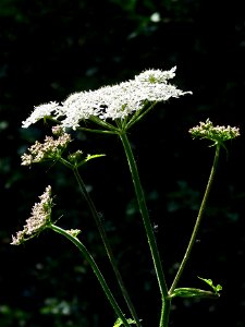 Bloemen