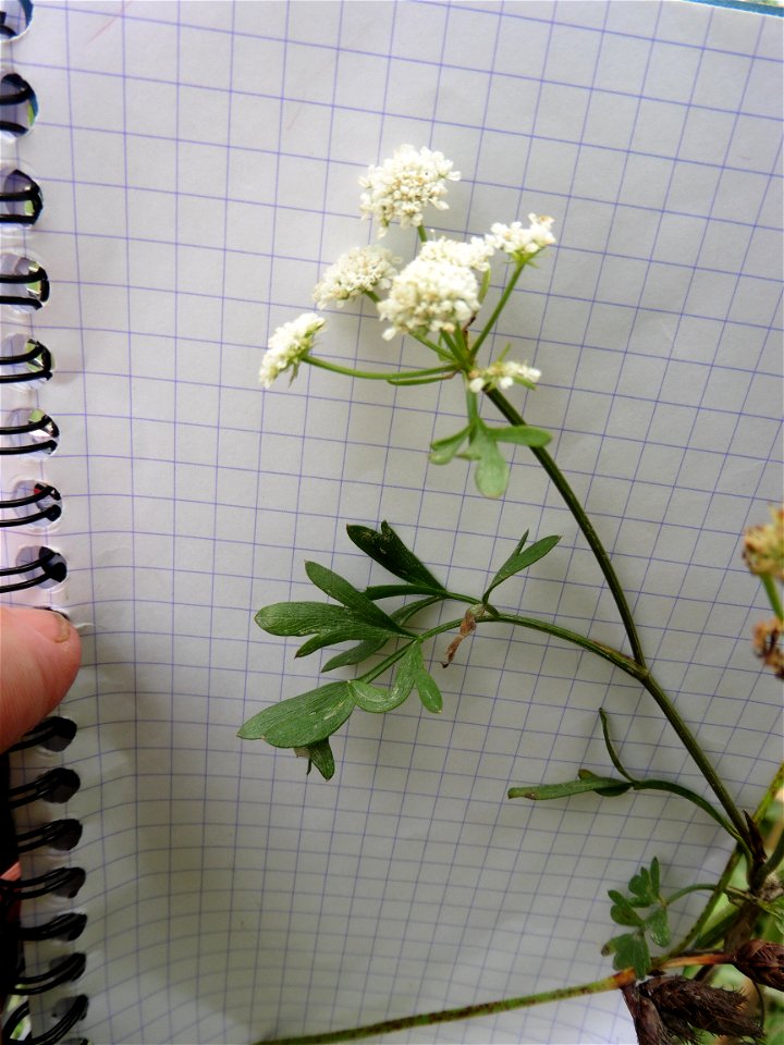 Oenanthe foucaudii Tess., 1884