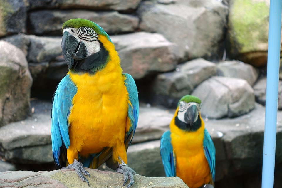 Parrot Aviary Macaws photo