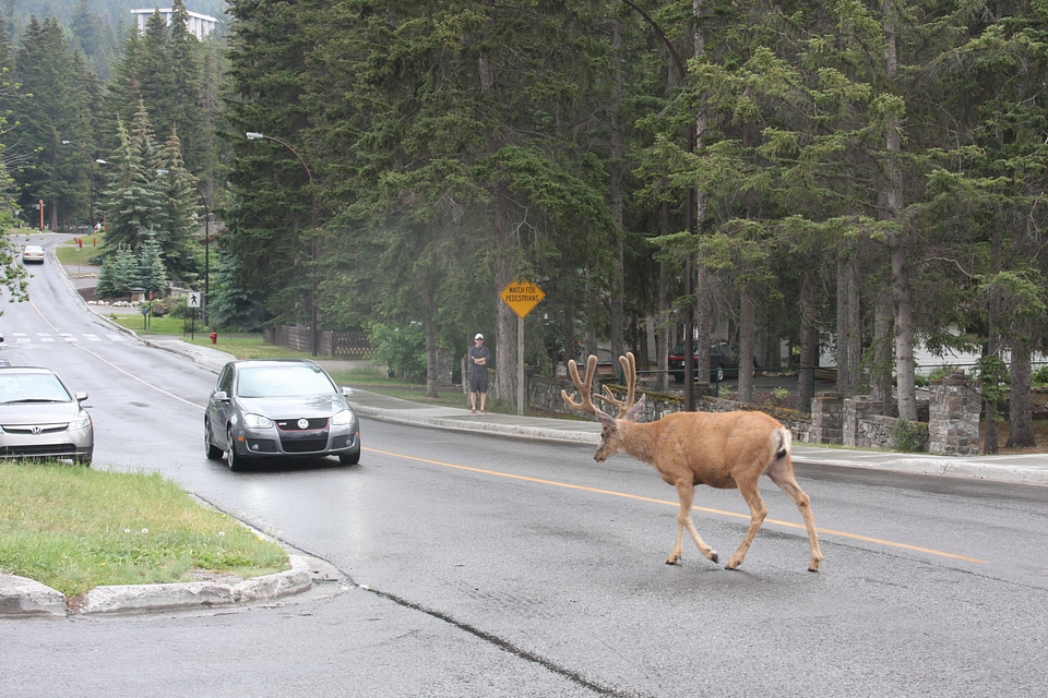 Banff Avenue shops Alberta, Canada