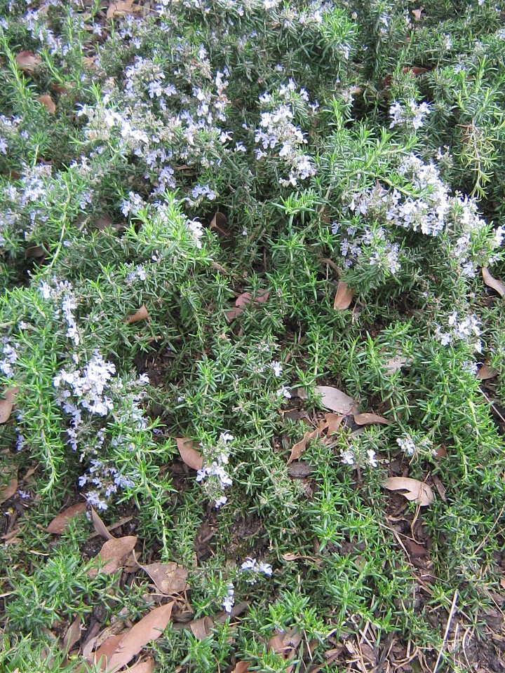flower_herb_rosemary_groundcover_1