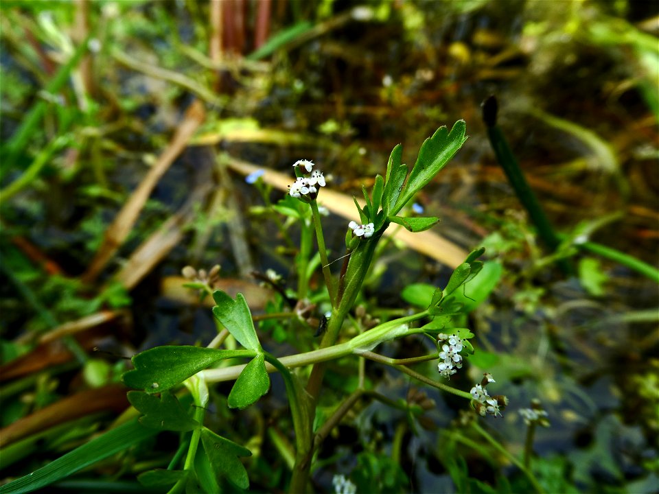 Helosciadium inundatum (L.) W.D.J.Koch, 1824