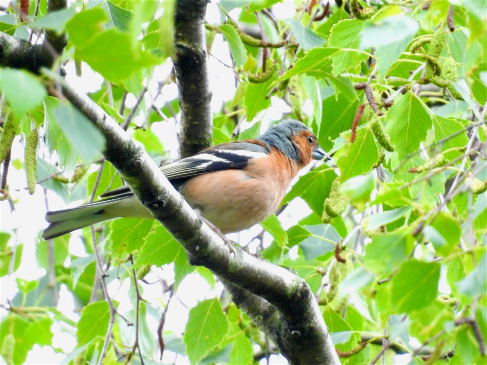 Vink