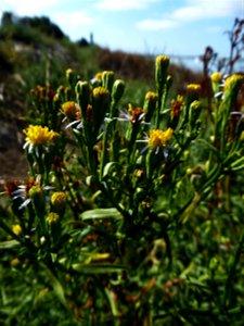 Tripolium pannonicum (Jacq.) Dobrocz., 1962