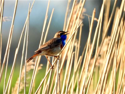 Blauwborst