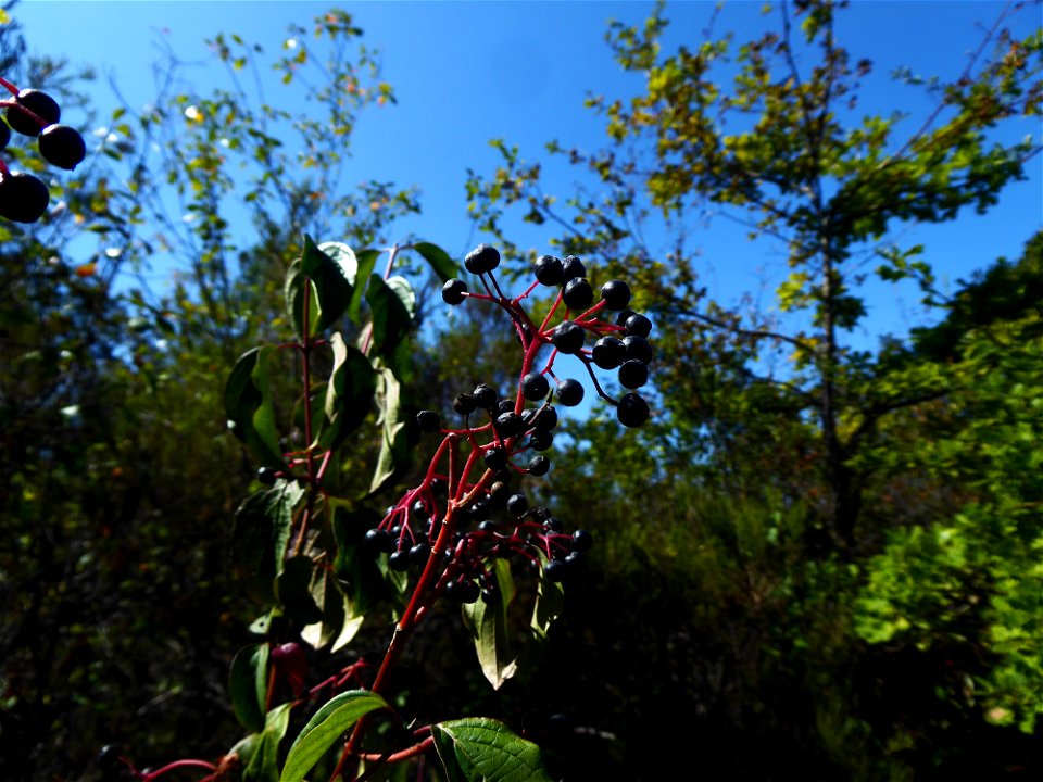 Cornus sanguinea L., 1753