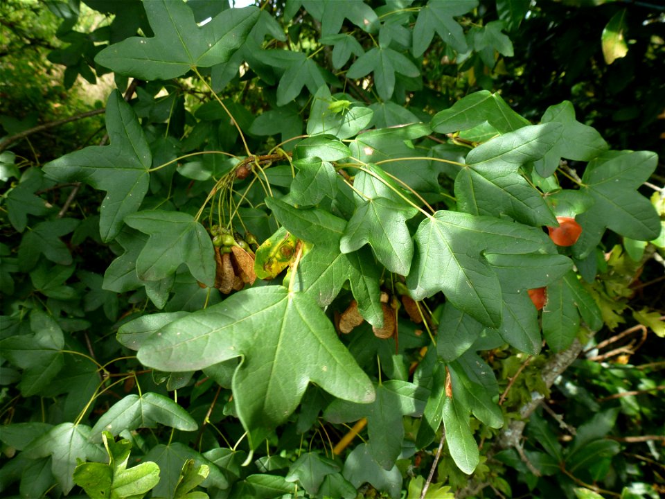 Acer monspessulanum L., 1753
