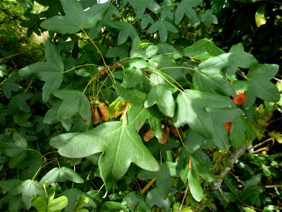 Acer monspessulanum L., 1753