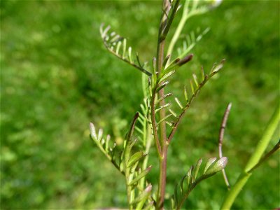 Cardamine parviflora L., 1759