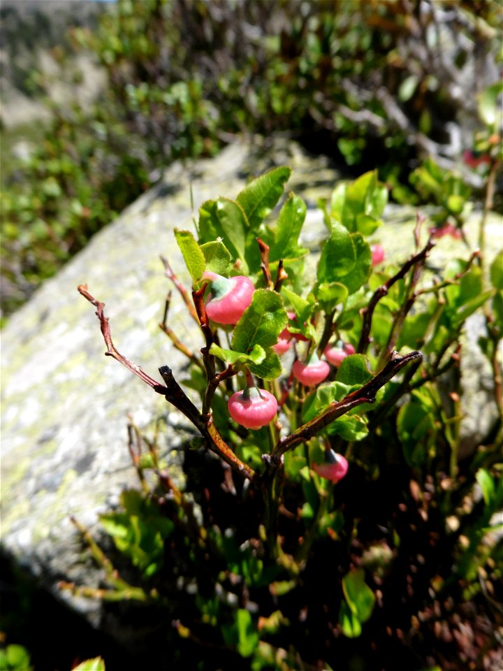 Vaccinium myrtillus L., 1753