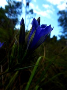 Gentiana pneumonanthe L., 1753