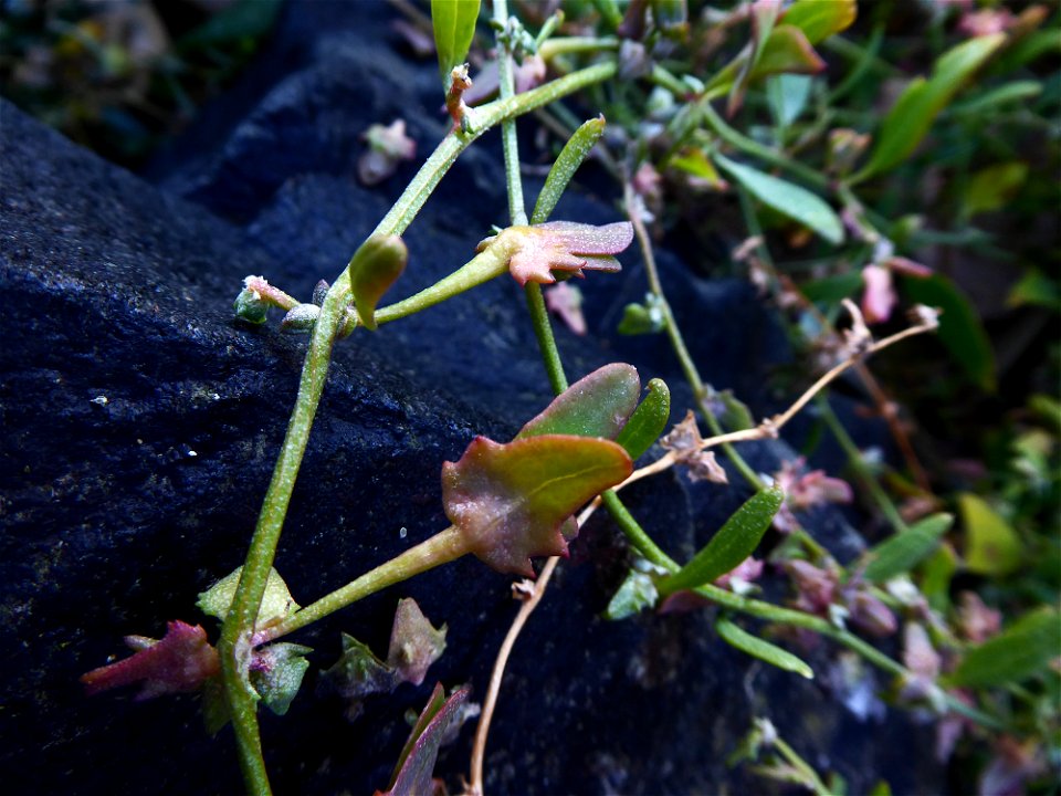 Atriplex longipes Drejer, 1838