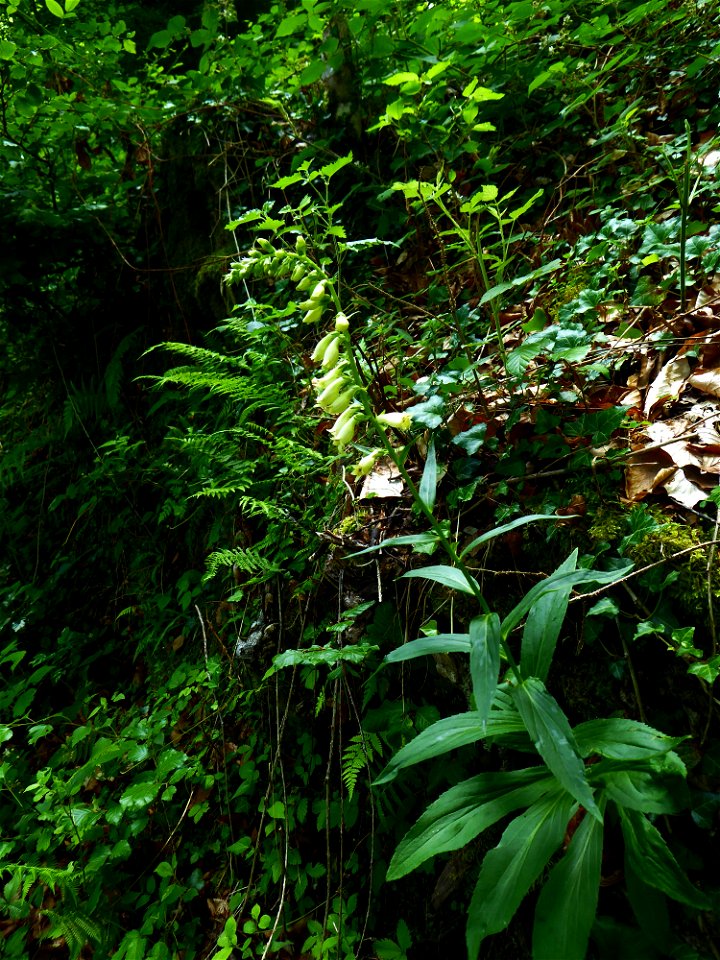 Digitalis lutea L., 1753
