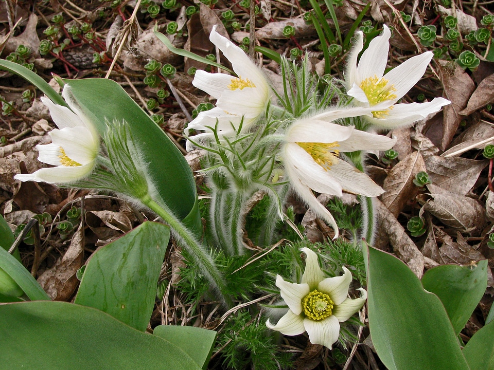 Blossom bloom flower