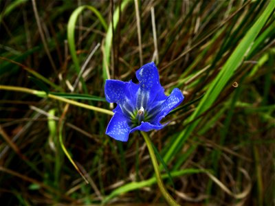 Gentiana pneumonanthe L., 1753