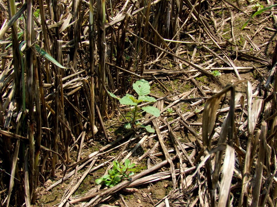 HERB pigweed purslane