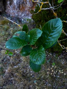 Rhamnus alpina L., 1753