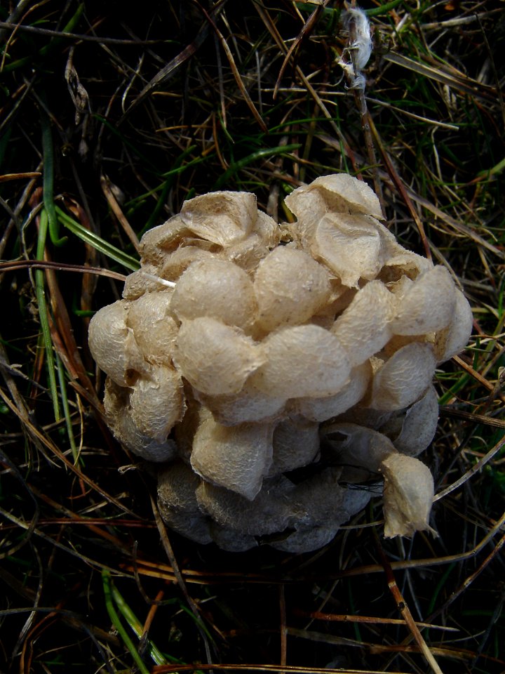 Whelk (!) egg case on West Kirby marsh