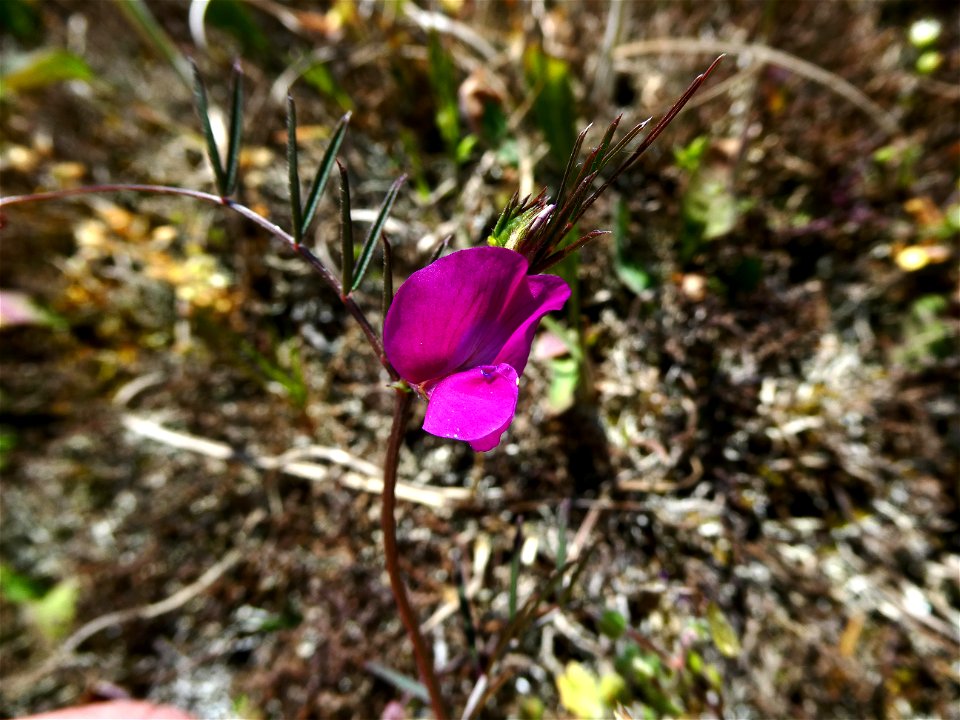 Vicia angustifolia L., 1759
