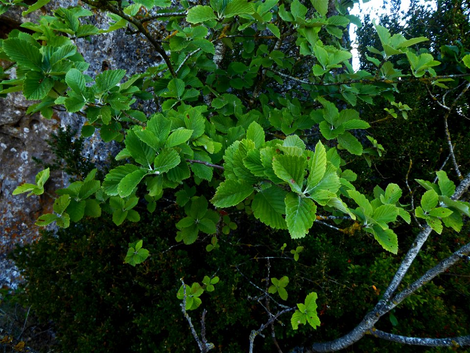Sorbus aria (L.) Crantz, 1763