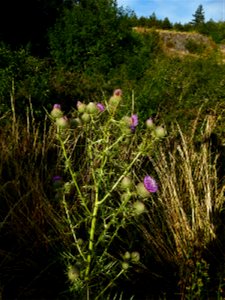Cirsium eriophorum (L.) Scop., 1772