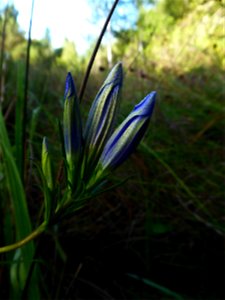 Gentiana pneumonanthe L., 1753