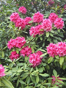 flower_rhododendron_1 photo