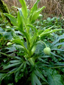 Helleborus foetidus L., 1753