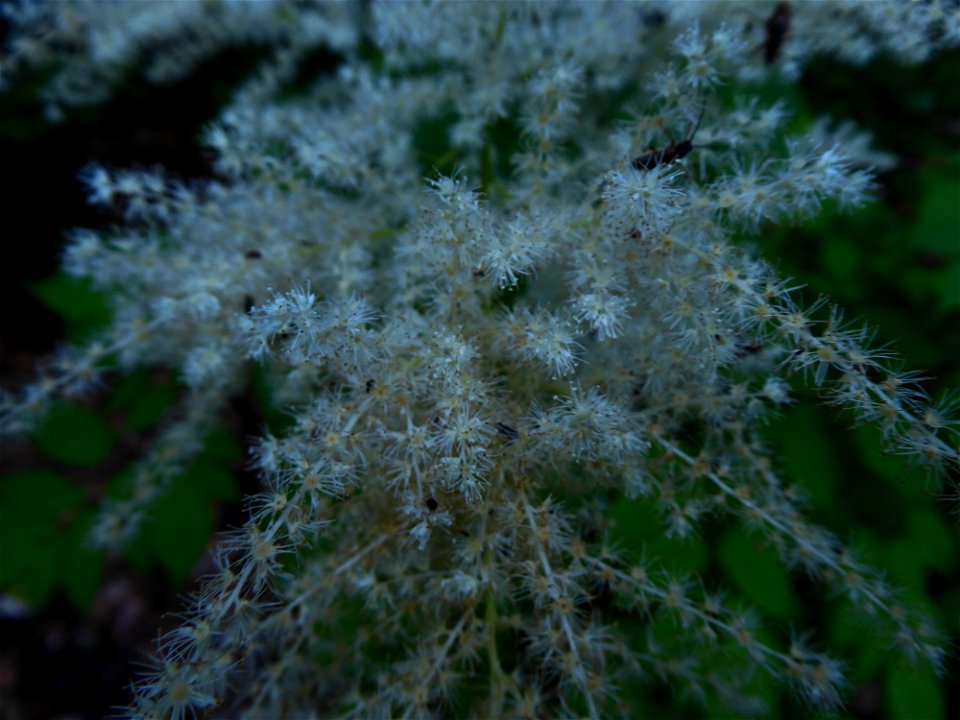 Aruncus dioicus (Walter) Fernald, 1939