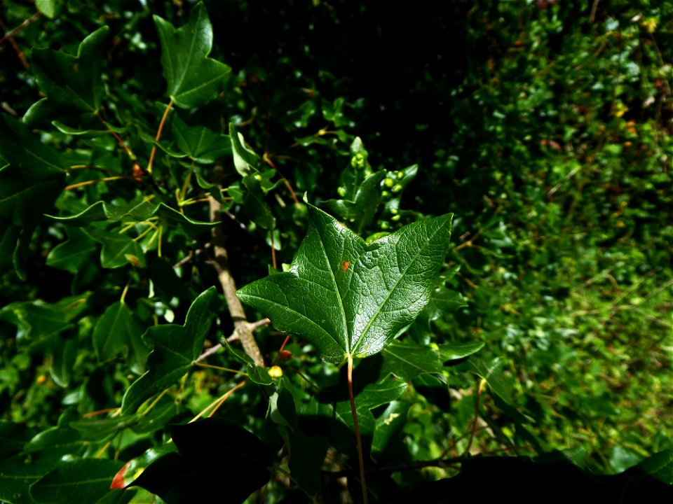 Acer monspessulanum L., 1753