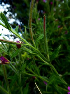 Epilobium hirsutum L., 1753