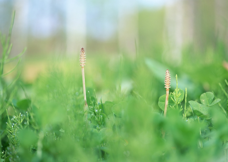 Detail of wild growing flowering stinging nettle plants.