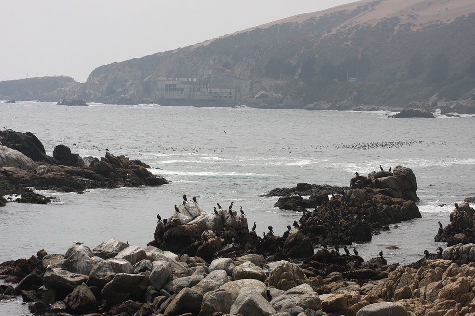 Paracas and the Ballestas Islands seabirds coast of peru pacific