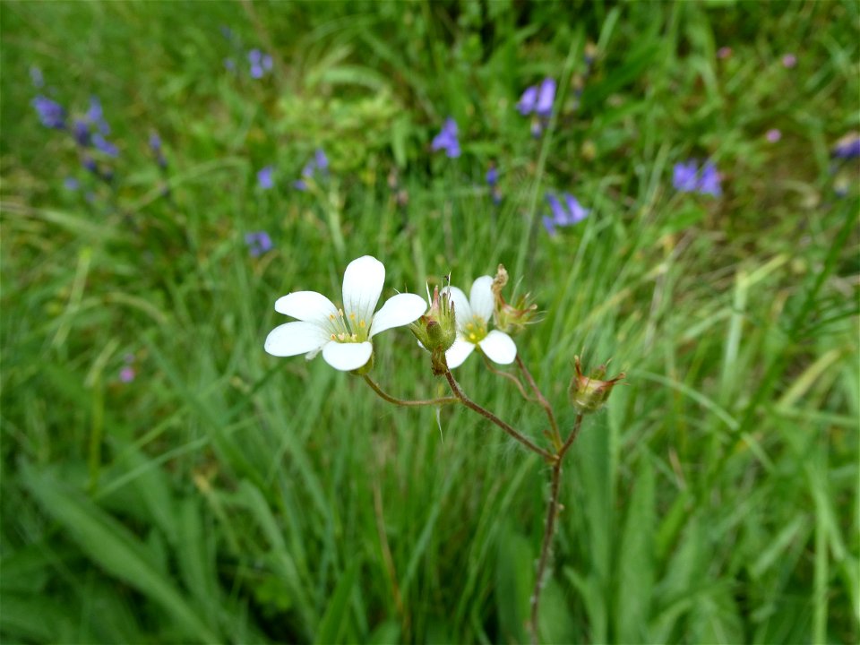 Saxifraga granulata L., 1753