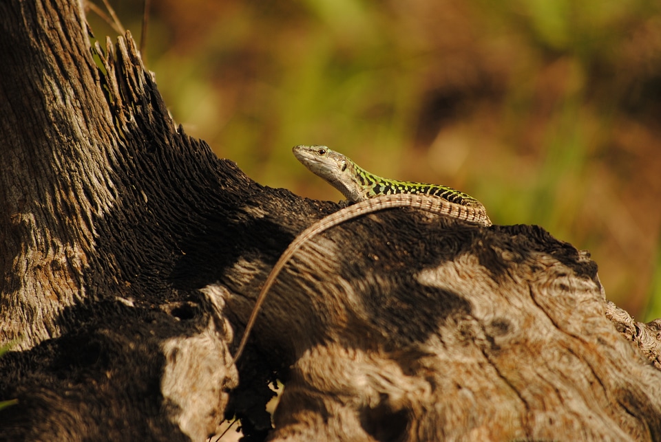Lizard on a petrified log