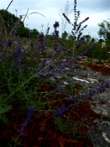 Perovskia cf.atriplicifolia Benth., 1848 photo