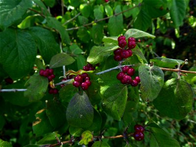 Lonicera xylosteum L., 1753 photo