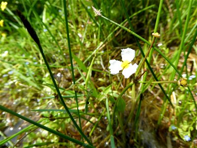 Baldellia ranunculoides (L.) Parl., 1854