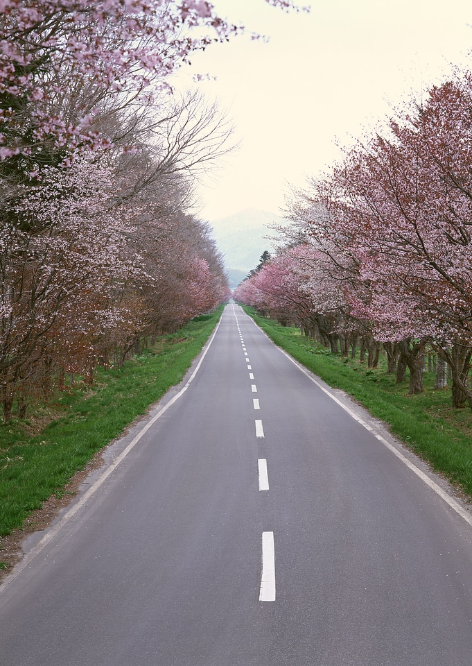 A highway winding up the hill of cherry blossoms