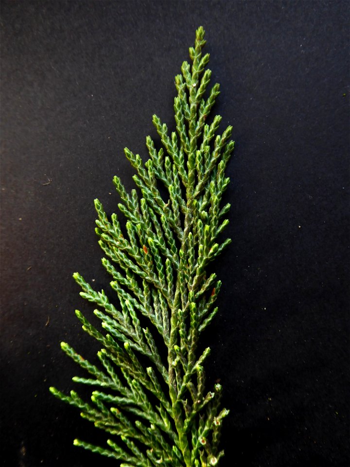 Cupressus macrocarpa Hartw., 1847