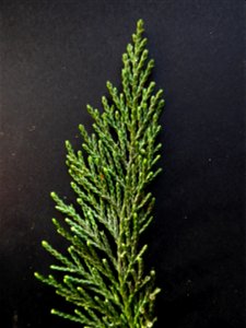 Cupressus macrocarpa Hartw., 1847 photo